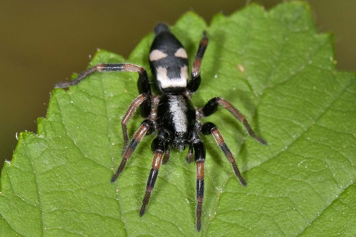 Kishidaia conspicua - Monte Cuneo, Avigliana (TO)